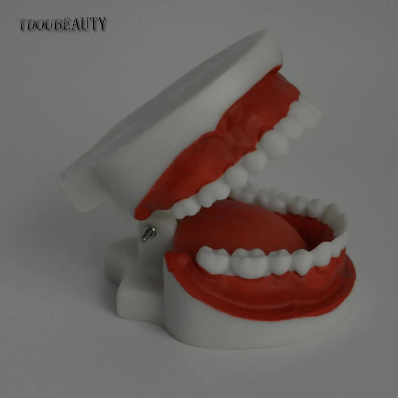  TDOUBEAUTY Adult Dental Teeth Model And Toothbrush With Removable High-Grade Teeth Teaching Model ( - 32822292996