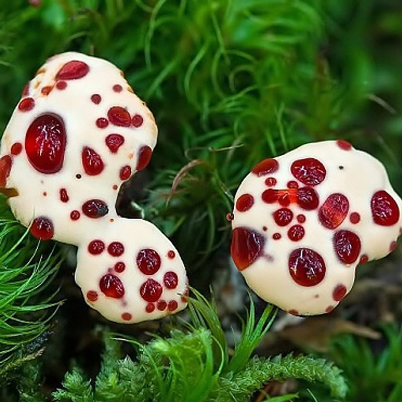 

100pcs/bag Special Mushroom Funny Succulent Plant Edible Health Vegetable Mushroom For Home Garden