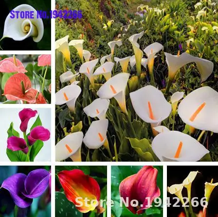 

2/pcs True Calla Lily Bulbs,Calla Flower,Elegant Noble Flower,Flower Bulbs Symbolizes Love Home Garden Decoration
