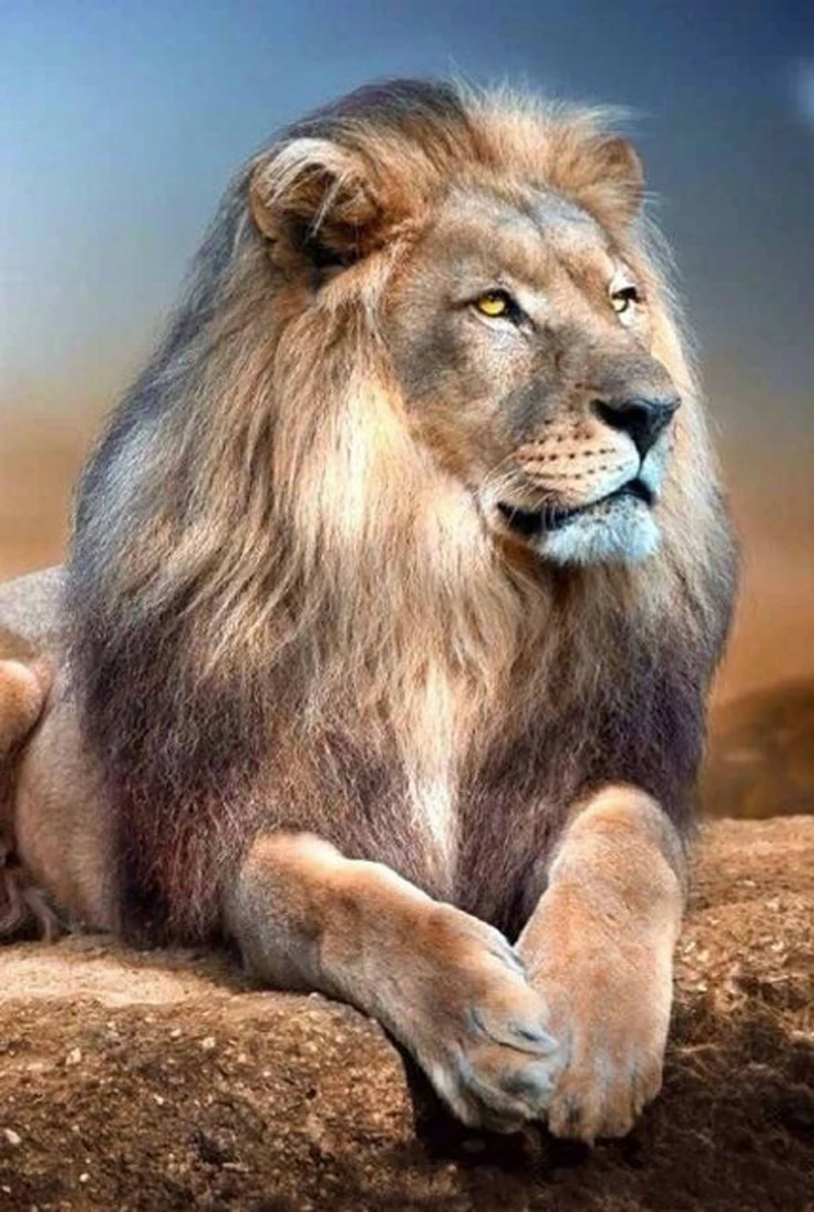 

Full Square Diamond 5D DIY Diamond Painting " Lion " 3D Embroidery Cross Stitch Rhinestone Mosaic Painting Decor