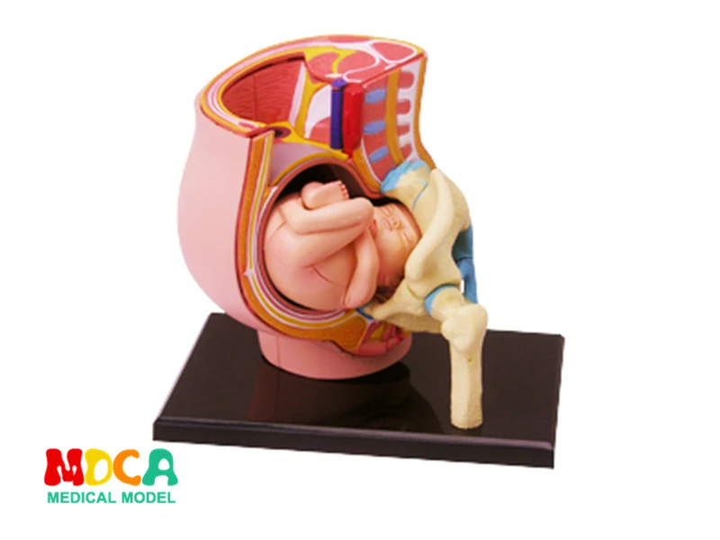 Gestation 4d мастер головоломка сборная игрушка тело человека анатомическая модель