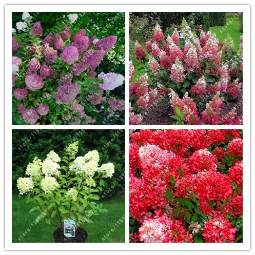 

20 Hydrangea Seeds Hydrangea paniculata Vanilla Naturia Hydrangea Macrophylla flower for Home Garden planting