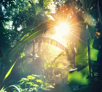 

Art fabric photography backdrops photo studio photographic background for children outdoor Tropical rainforest backdrop XT-3538