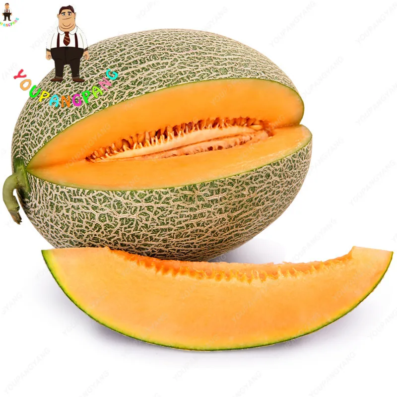 50 pcs Super Sweet Honey-dew Melon plants Hami Melon Fruit plants ...