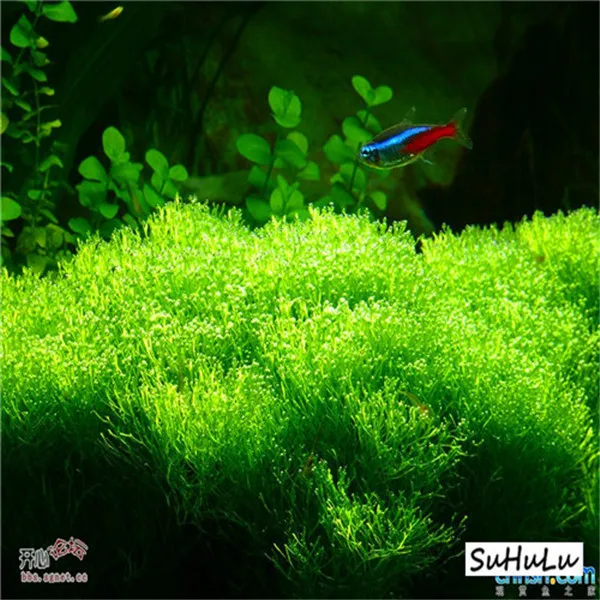 1000 Pcs Aquarium Grass bonsai Water Aquatic Plant bonsai Live Moss Gras Easy to Grow 1000 Pcs Aquarium Grass bonsai Water Aquatic Plant bonsai Live Moss Gras Easy to Grow