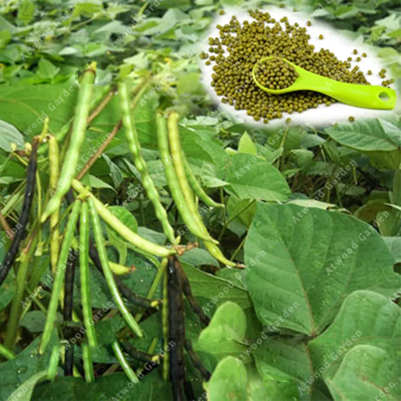 

20 PCS Chinese Specialty Green Mung Bean Detoxification Nutrient-rich A Number Of Pharmacological Effects Edible