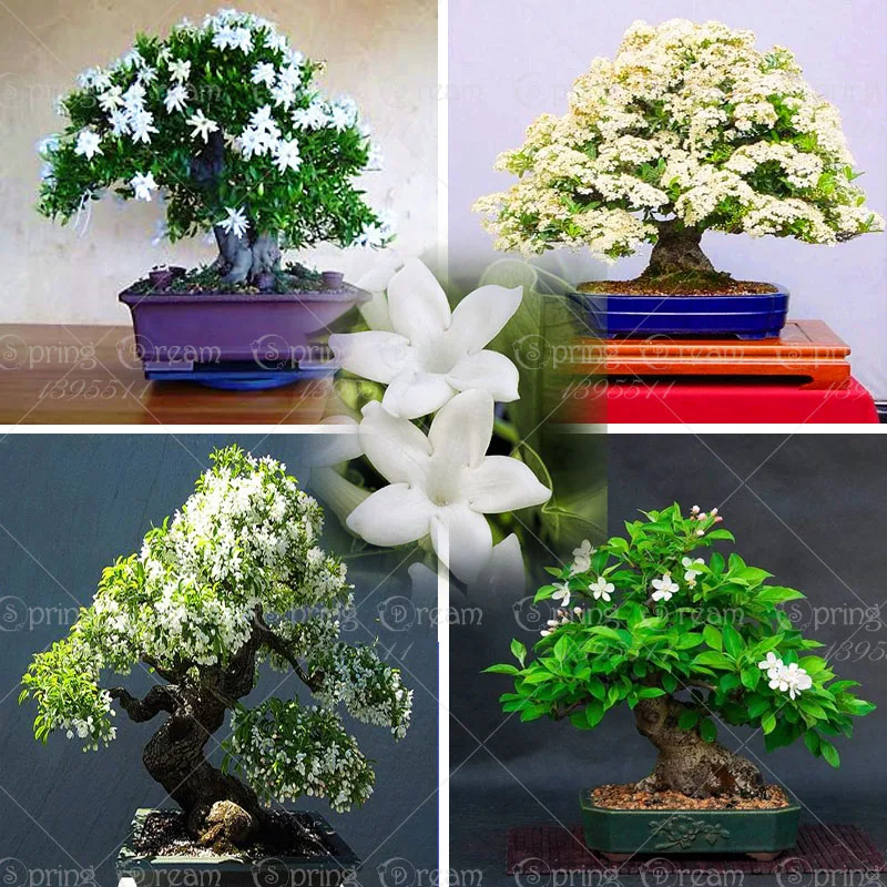 Online Buy Wholesale jasmine plant from China jasmine plant Wholesalers