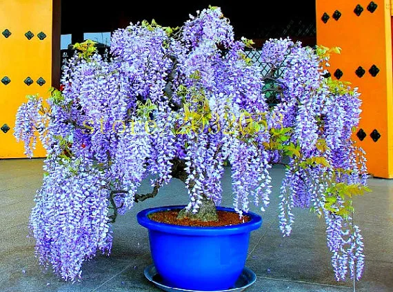10 PCS wisteria seeds chinese purple flower tree mini bonsai tree send 300 strawberry seeds for