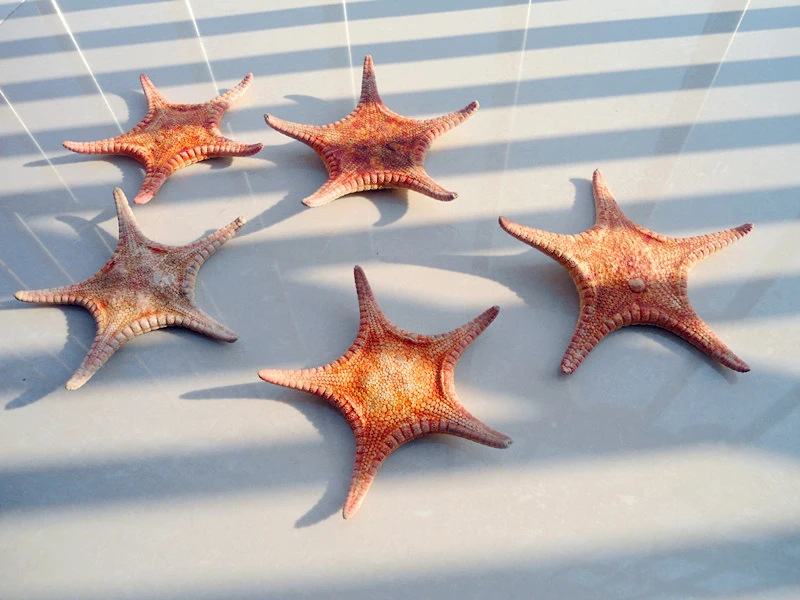 HappyKiss The deep small starfish Red sea star Flat высушенные особи реквизит для фотосъемки с пятью