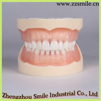 

Dental Standard Model Soft Gums with 28 Scew-in Teeth/Dental Teeth Model M8015