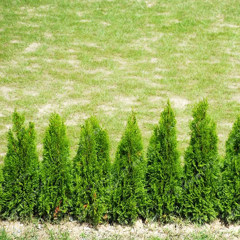 50 шт. китайский Platycladus Thuja Orientalis бонсай для домашних растений, садовое дерево, бессмертный символ долговечности