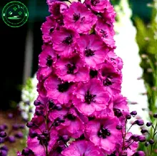 Bonsai seeds Forking Larkspur Salmon King (Delphinium consolida) Family garden decoration Organic Flower free shipping 100PCS