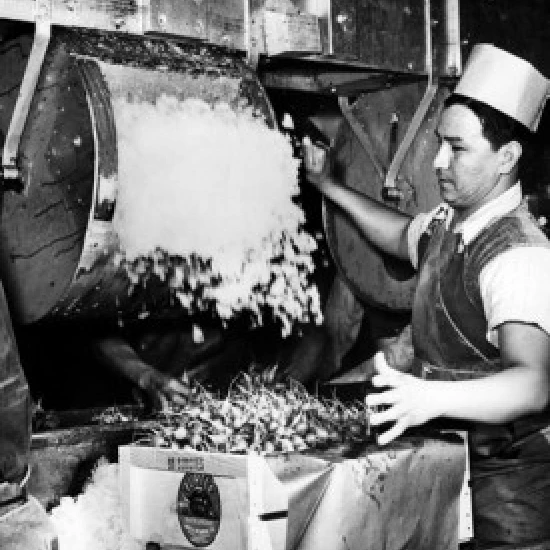 Side profile of male worker adding crushed ice to radish packages Poster Print (24 x 36)
