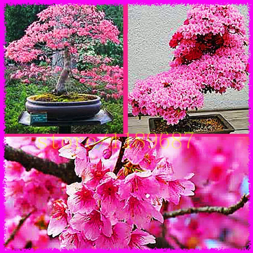 1bag=10 pcs Bonsai Tree japanese sakura seeds 10pcs ,bonsai flower