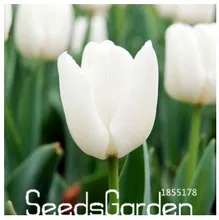 Best-Selling!Tulip bonsai, not tulip bulbs, hydroponic bonsai flower tulip seeds – 50 Seeds/Lot,#CD685N
