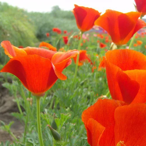 

250 pcs Lingcao Yangli Spring Flowers Cold Resistance Early Spring Flowering Landscape Flower Seaweed Garden Flower Package