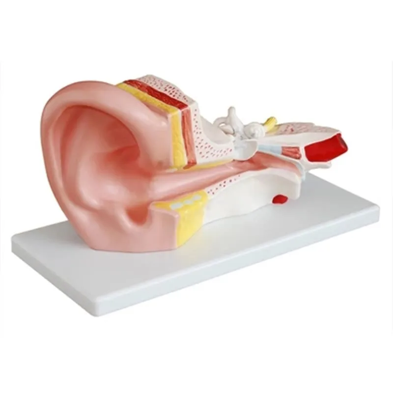 Модель среднего уха, анатомическая модель уха
