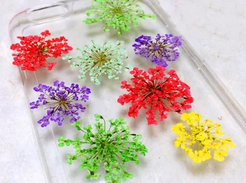 

120pcs Pressed Dried Ammi Majus Flower Plants Herbarium For Times Gems Jewelry Pendant Rings Earrings Flower Making Accessories