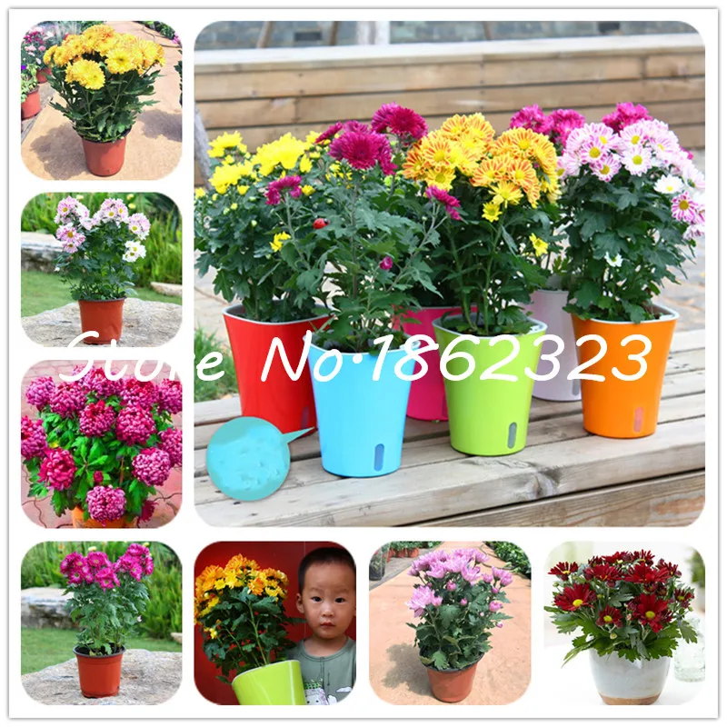 

100 Pcs Mixed Chrysanthemum Flower Bonsai, Bellis Perennis flower, Chrysanthemum plant,Planting Is Simple, Budding Rate Of 95%