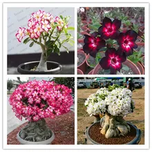 5pcs Desert Rose Plantas rare Adenium Obesum flower Plants Flower Bonsai floresling Air Purification for Home Garden