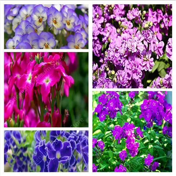 Большая распродажа 100 шт. вариаде ядер Violeta левкоя седого Violeta Флорес Erva Perene Plantas карликовые деревья Jardim planta Flor карликовые деревья