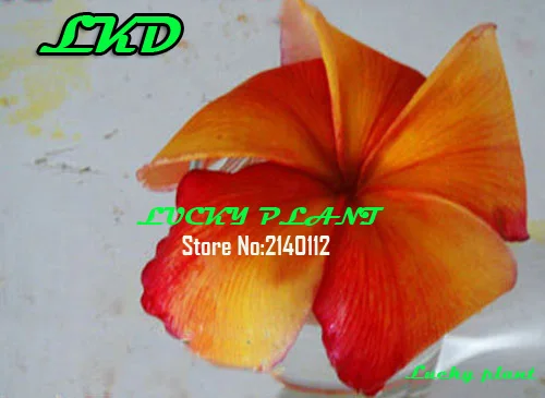 20 Свежие Plumeria Rubra Семена Таиланде Редко Реальные Frangipani no189 Orange Splendor1 1|seeds|seeds rareseeds
