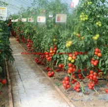 

100 SEEDS - TOMATO Seed Easy Planting Farming vegetales Tomate semillas * Seeds of vegetables