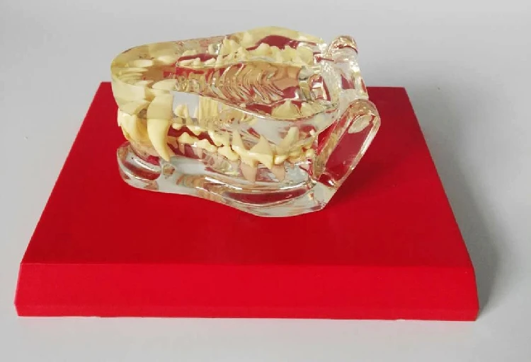 Transparent dog tooth model canine skeletal animal veterinary teaching instrument | Канцтовары для офиса и дома