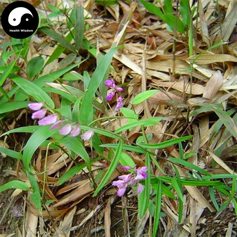 

Buy Polygala Tenuifolia Semente 100pcs Plant Herb Radix Polygalae For Yuan Zhi