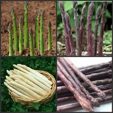 20 шт Свежие Органические спаржи семиллы высокой урожайности овощей sementes