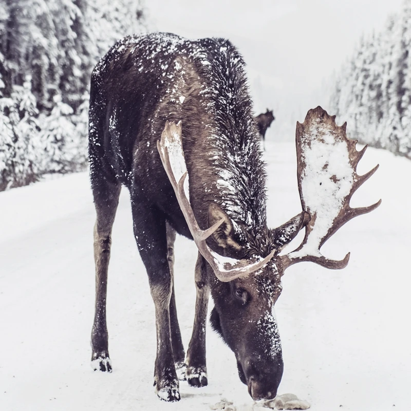 Moose in Snow принт зимний Снежный художественный плакат на холсте картина деревенский Рождественский Декор для гостиной украшение для дома