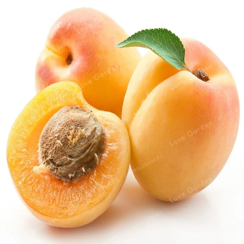 

Direct Apricot Apricot Tree Base More Cheap Precocious Fruit Orchard Bonsai Varieties 2 Bonsai/Pack