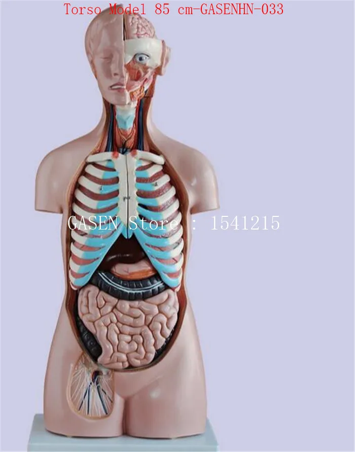 Висцерального Анатомия мужской женский анатомическая магистрали анатомия модель грудь живот Органы структура медицины торс модель 85