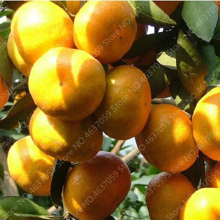 Cheap 100 pcs/ bag Edible Oranges Fruit Mandarin Bonsai Tree Citrus Pots Plants Mini Garden Juicy Sweet Garden Orange Sementes