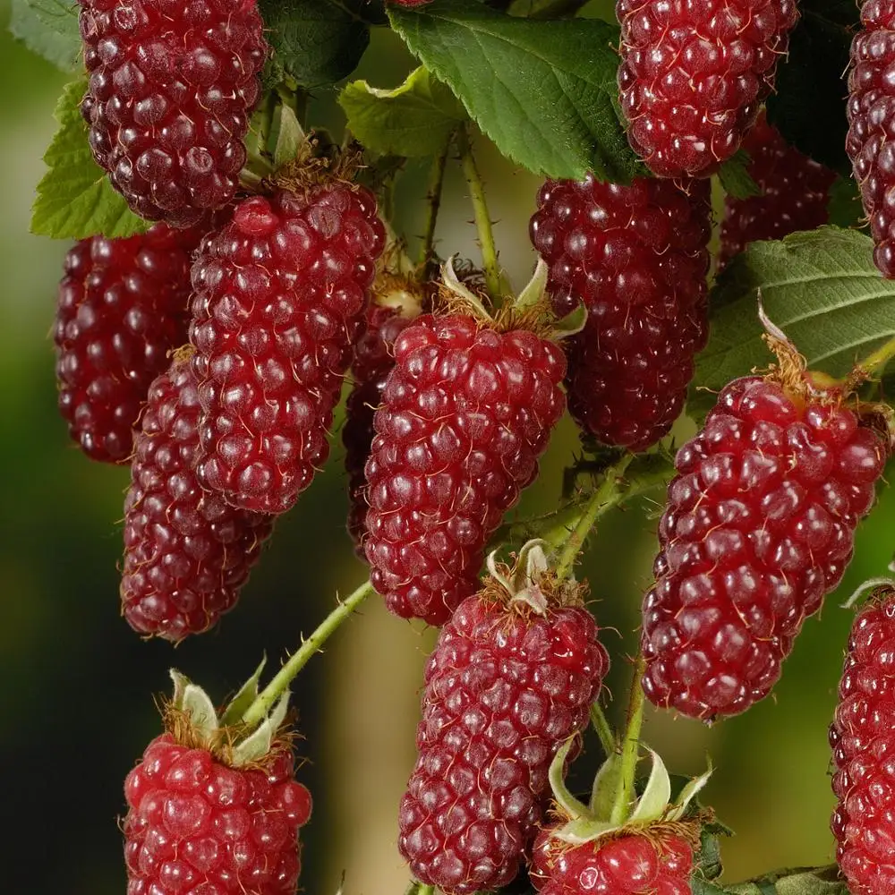 bonsai 50pcs Raspberry fruit plants Scottish Cross Tayberry Raspberry Heirloom bonsai 50pcs Raspberry fruit plants Scottish Cross Tayberry Raspberry Heirloom