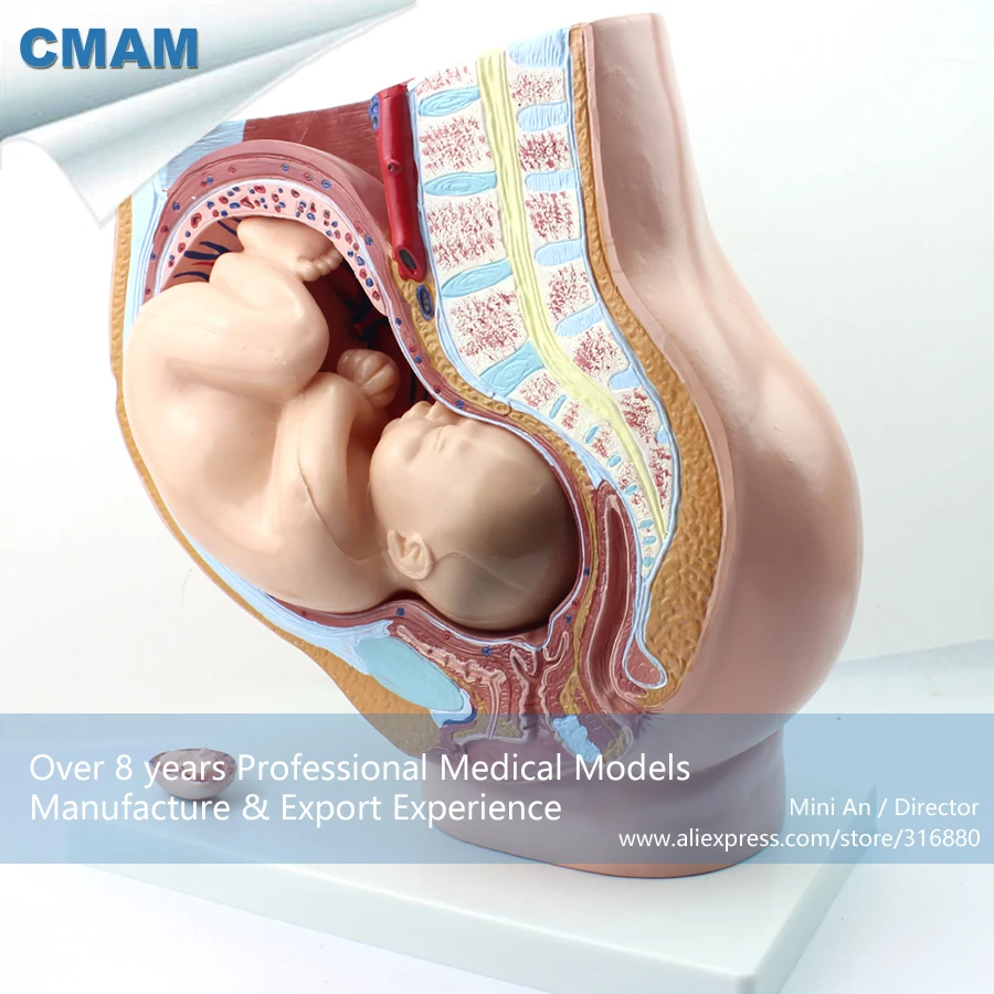12449 CMAM-ANATOMY11 Section Anatomy Model tHuman Female Pelvis w/ Infant , Medical Science Teaching Anatomical Models