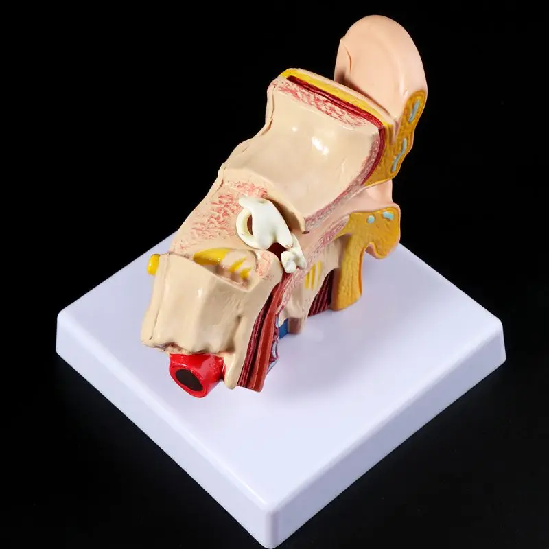  Medical props model 1.5 Times Life Size Human Ear Anatomy Model OrganMedical Teaching Supplies Prof - 4000013072721
