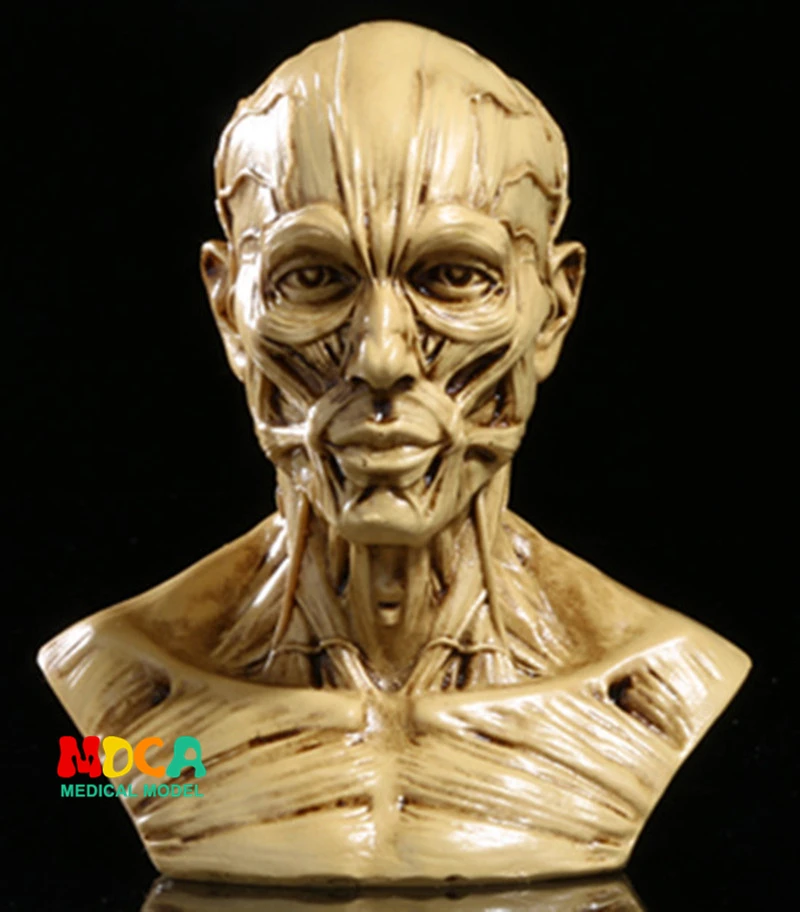 Рисование жизни в художественной студии Моделирование Мужской Скелет голова мышечная структура натюрморт эскиз обучающая модель RTSM203