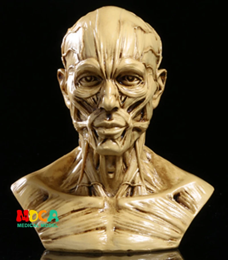 

Drawing of life in art studio simulation of male skeleton Head muscle structure still life sketch teaching model RTSM203