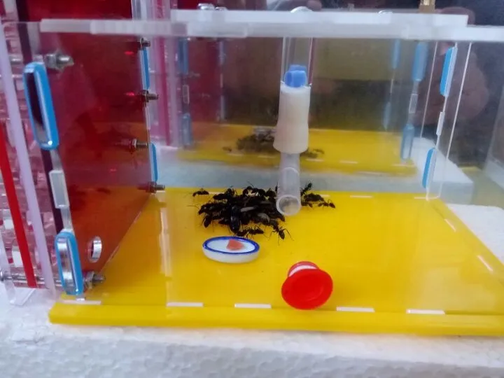 b1-ant-nest (7)