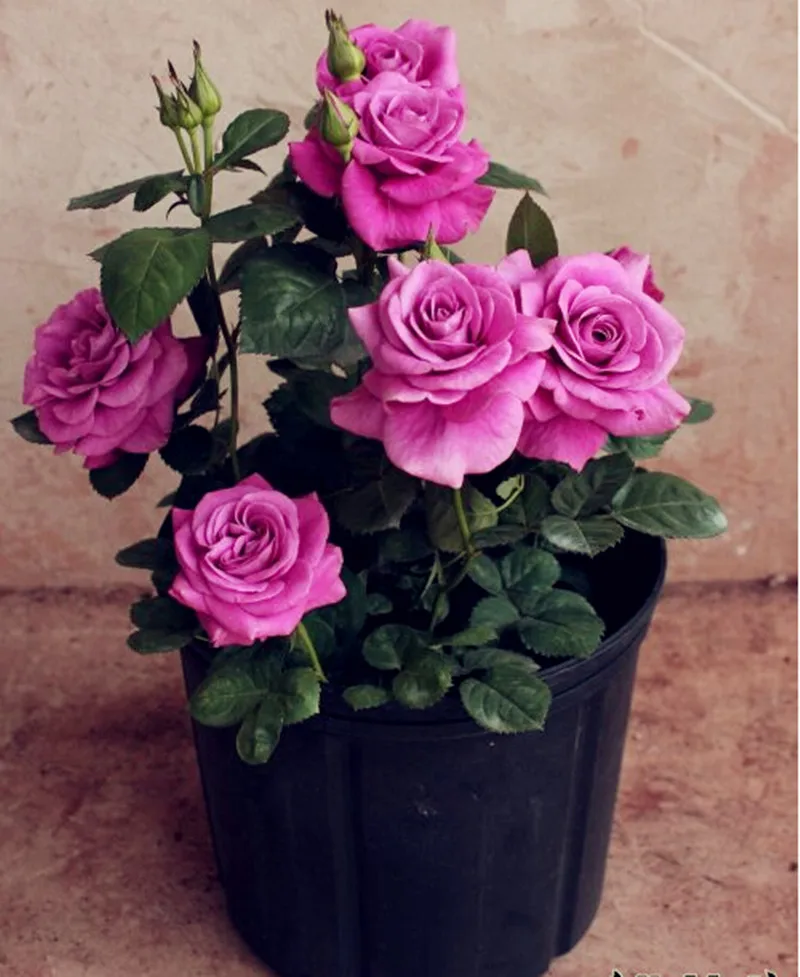 100pcs Purple Chinese Rose Tree Bonsai plants for home and garden