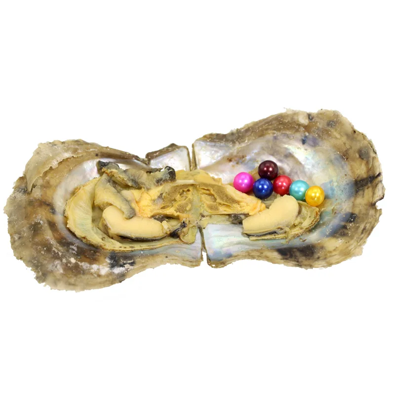 Akoya Shell saltwater Oyster Wish round Pearls 28 colors 6 Pearls in