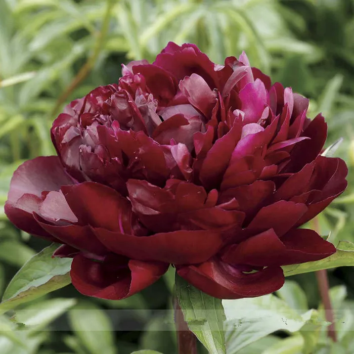 online get cheap red tree peony -aliexpress | alibaba group online get cheap red tree peony -aliexpress | alibaba group