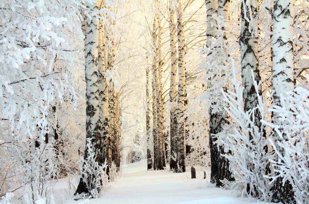 Рождественский фон Wintery задний план для фотографии белый снег дерево фото фон новорожденных студия XT-7188