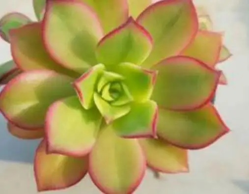

Ngryise 3pcs a set Aeonium decorum plant