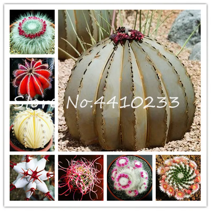 

100 Pcs African Cactus Flower Bonsai Succulent Plant Mixed Tree Purify Air Easy Grow In Bonsai Heat Resistant Easy Care Creative