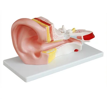 

Model human body model , ear model 2 pcs