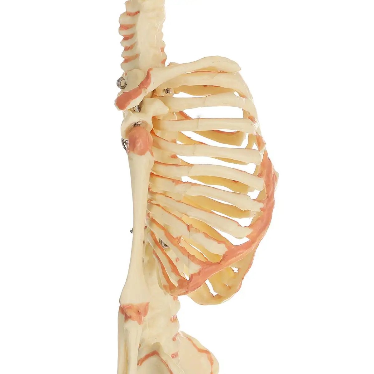 36 см человеческий детский череп для изучения анатомии Скелет анатомический мозг Скелет образец Хэллоуин Опора ужас медицинская модель ПВХ