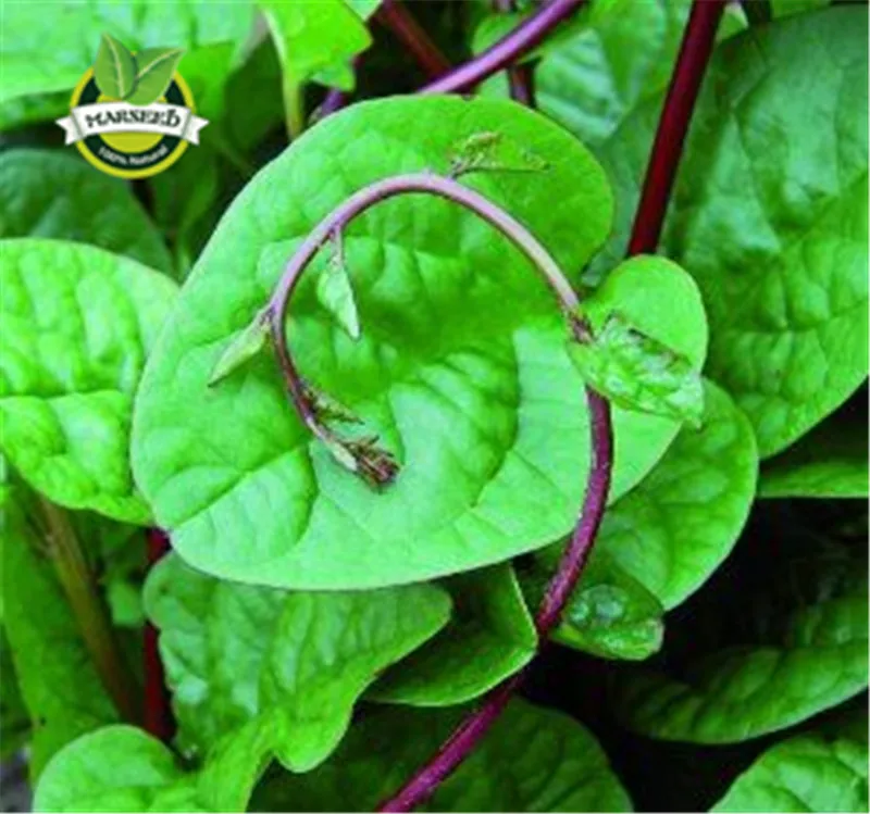 Red Malabar Spinach 200 Seeds Edible/Ornamentalclimbing malabar spinach