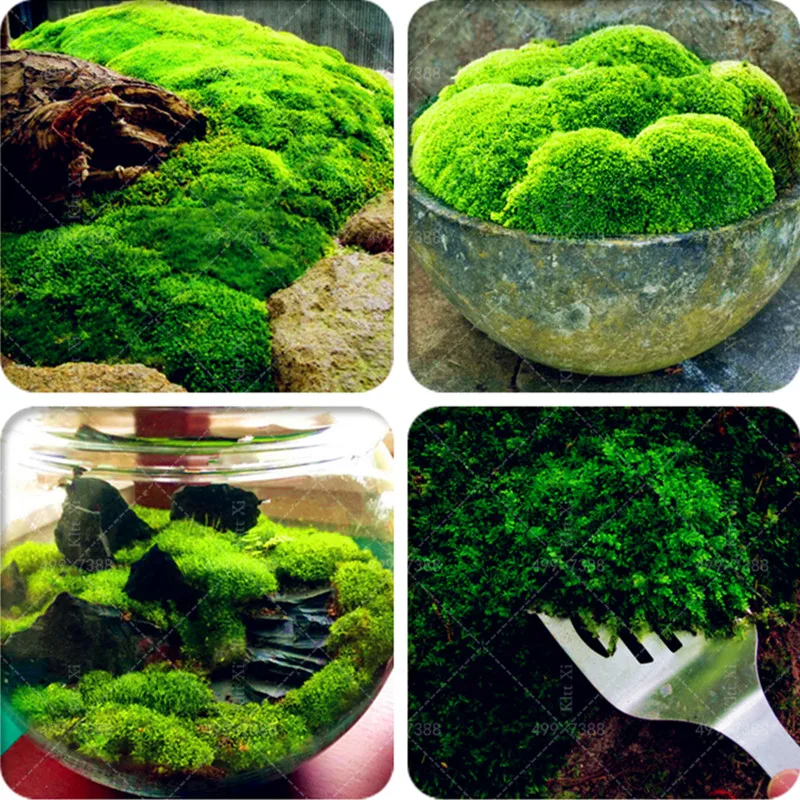 

200 Pcs Moss bonsai,Sagina Subulata plant,Lovely Moss Ball Decorative Garden Creative Grass bonsai Potted Plant DIY Home Garden